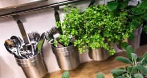 Click & Grow Indoor Garden 3 Review